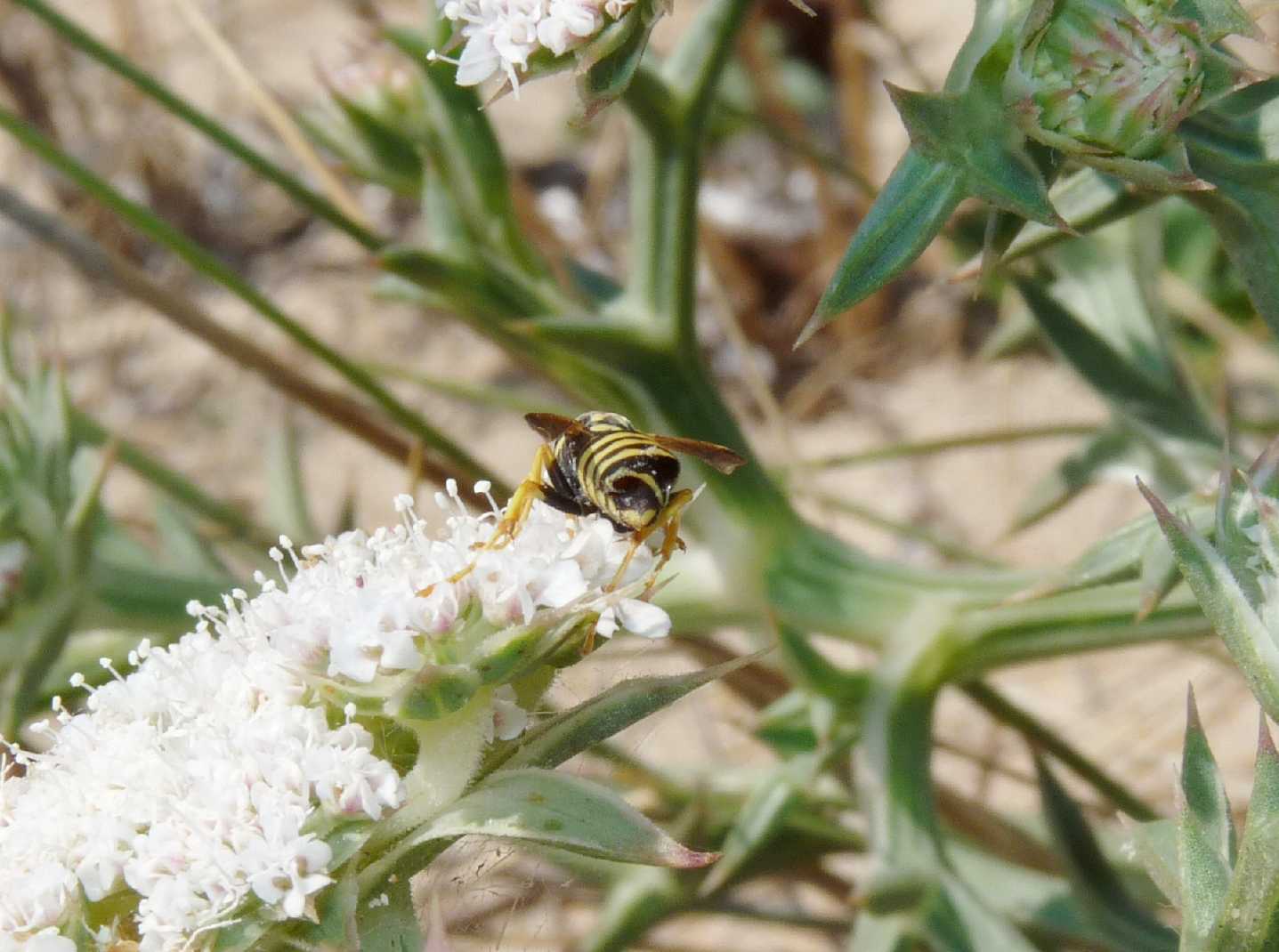 Gravidanza indesiderata (Polistes parassitate da Stylops sp.